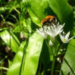 Criorhina berberina - Foto U. Maritano